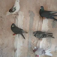 5 تا کفتر سوراخ