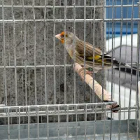 سهره قناری‌نر مست‌بخون