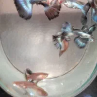 گوپی، بلو مسکو جاینت فول بلک و فول رد و غذای گوپی