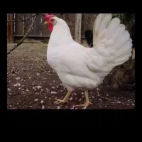 مرغ تخمگذار سفید