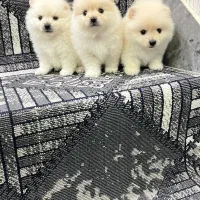 پامر خرسی ،عروسکی،روباهی|سگ|شیراز, اصلاح‌نژاد|دیوار