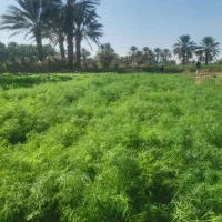 سبزی گشنیز و شوید