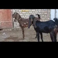 بزغاله ماده|حیوانات مزرعه|کاشمر, |دیوار