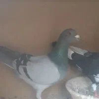 کبوتر مسافتی|پرنده|شهریار, شهریار|دیوار