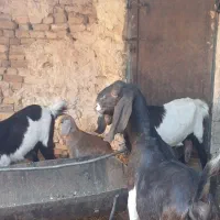 بز پاکستانی|حیوانات مزرعه|اردکان, |دیوار