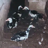 اردک خارجی نر و ماده سرحال و سالم