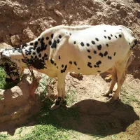 یه گاوشیری به فروش میرسد.
