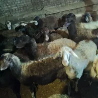 20راس‌گوسفندداشتی‌آبستن‌توافقی‌