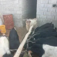 دوازده چوش نر با این شماره بگیرید|حیوانات مزرعه|نیریز, |دیوار