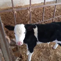 گوساله و گاو شیری|حیوانات مزرعه|آشخانه, |دیوار