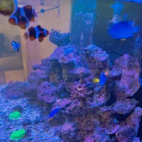 آکواریوم ابشور