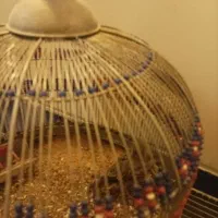 پرندهای زینتی ومولد|پرنده|اسلامشهر, شهرک امام حسین (میان آباد)|دیوار