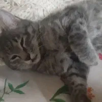 گربه|حیوانات|اصفهان, دارک|دیوار