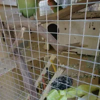 طوطی برزیلی|پرنده|بجنورد, |دیوار