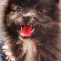 سگ پامر باهوش و خُشگل|سگ|کرمانشاه, |دیوار