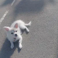 سگ اپارتمانی