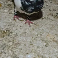 طوقی شادگان|پرنده|شادگان, |دیوار