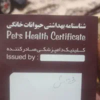 یک سگ پاکوتاه خانگی پامر|سگ|صوفیان, |دیوار