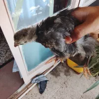 جوجه مرغ آیسبار و گردن لختی