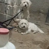 سگ پاپی جفت|سگ|اصفهان, مارچین|دیوار