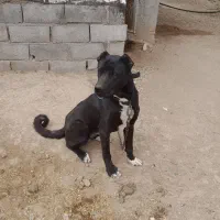 واگذاری سگ نگهبانی|سگ|زنجان, |دیوار