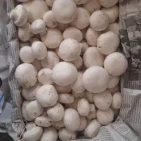 فروش قارچ درجه ۱ گوشتی و با کیفیت|خوردنی و آشامیدنی|شیراز, شهرک گلستان|دیوار