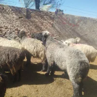 نیازمند چوپان