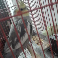 پرنده طوطی بالغ|پرنده|رشت, لاکان شهر|دیوار