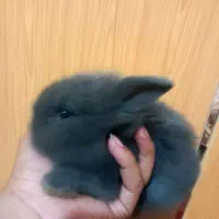 خرگوش لوپ اصیل رنگ بلو