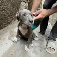 واگذاری توله سگ پیت بول
