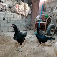 یک خروس و دو مرغ فرهفت هشت ماهه|حیوانات مزرعه|چهاربرج, |دیوار