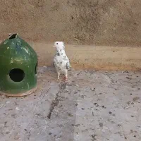 سه عدد کبوتر فروشی|پرنده|قم, باغ کرباسی|دیوار