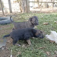 توله سگ تالشی (سگ گله)