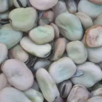 باقالا