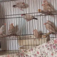 فنچ نرگسی شکلاتی با۳ عدد جوجه|پرنده|فردیس, قریشی|دیوار