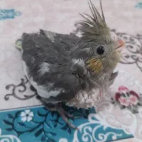 جوجه عروس هلندی ۲۶ روزه شاه تخم