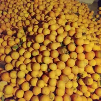 پرتقال محلی