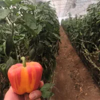 استخدام گلخانه