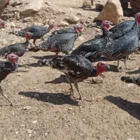 بوقلمون سالم وسرحال