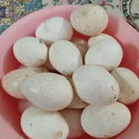 تخم بوقلمون نطفه دار