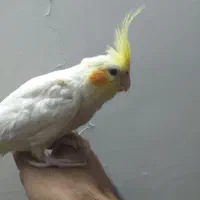 جوجه عروس هلندی