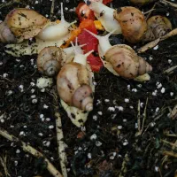 خاویار حلزون و حلزون (آچاتینا) کلاژنساز وطبی|آرایشی، بهداشتی، درمانی|اردبیل, |دیوار