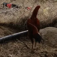 خروس لاری یازده ماه