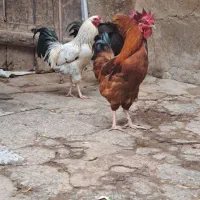 خروس|حیوانات مزرعه|تاکستان, |دیوار