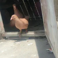 جفت زرد کرمانی عتیقه قدبلند فوق هیکل باجفت جوجه