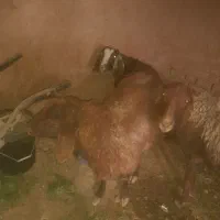 گوسفند وبزیک ساله|حیوانات مزرعه|تربت جام, یحیی آباد|دیوار