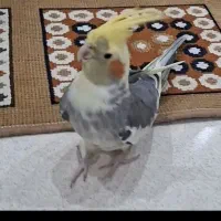 عروس هلندی گم شده