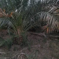 فروش 6ساعت آب با 4هکتار زمین کشاورزی|فروش دفتر صنعتی، کشاورزی، تجاری|نگین کویر, |دیوار