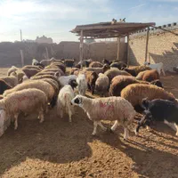 مرکز فروش گوسفند زنده بره نذری عقیقه ،ملک شهر|حیوانات مزرعه|اصفهان, ملکشهر|دیوار