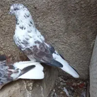 کبوتر